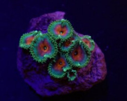 Palythoa Spp. (Captain America) (Frag) M