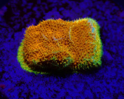 Psammocora Spp. (Watermelon) (Frag) M