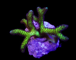 Seriatopora Guttatus (Bird Of Paradise) (Frag) M