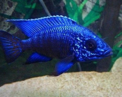 Aulonocara Nyassae 5-6