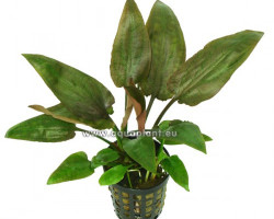 Cryptocoryne Pontederifolia