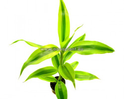 Dracaena Sanderiana Yellow/Green