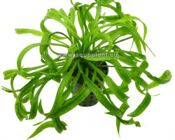 Echinodorus Vesuvius (Sp. Tortifolia)