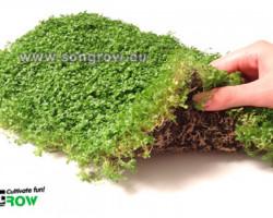 Hemianthus Callitrichoides  20 X 15 Cm