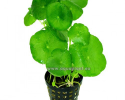 Hydrocotyle Vulgaris