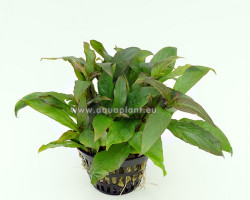Hygrophila Siamensis  Jumbo Pot 8Cm