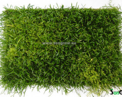 Lilaeopsis Novae-Zelandiae (Syn: L. Brasiliensis)  20 X 15 Cm