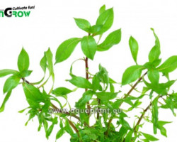 Ludwigia Inclinata Curly - Rare Species, Only 3 Stems Per Pot