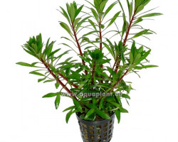 Ludwigia Inclinata Verticillata