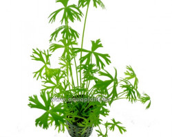 Ranunculus Inundatus