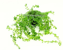 Rotala Sp. Green  Jumbo Pot 8Cm
