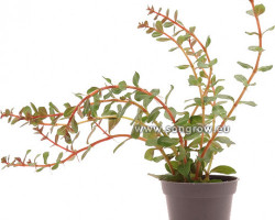 Rotala 'Vietnam H'Ra'