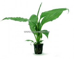 Spathiphyllum Green