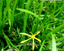 Zosterella Dubia (Not Rooted)