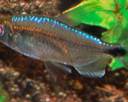 Alestopetersius Smykalai M