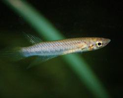 Epiplatys Sp. Kindia L
