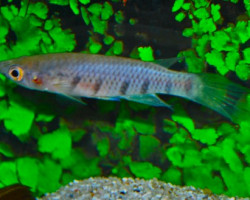 Epiplatys Sexfasciatus L