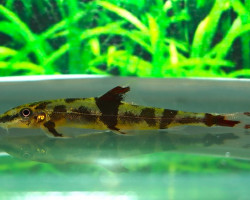 Homaloptera Ogilviei M