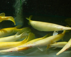 Lepisosteus Platyrhincus Albino Xl