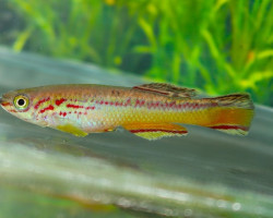 Fundulopanchax Amieti L