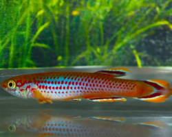 Aphyosemion Celiae M