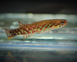 Scriptaphyosemion Chaytori M