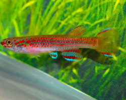 Aphyosemion Elberti M