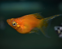 Poecilia Sphenops Balloon Longfin Mix M
