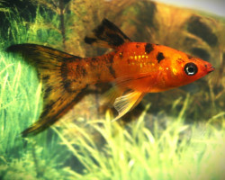 Poecilia Sphenops Calico Lyretail S/M