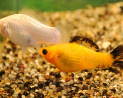 Mollie/Poecilia Velifera Mix S/M