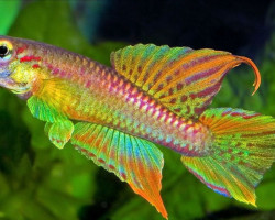 Aphyosemion Splendopleure M