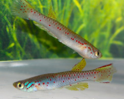 Aphyosemion Polli Pool Area M