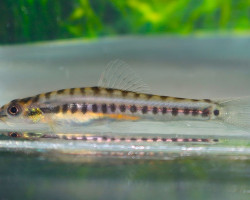 Nemachelus Ornatus M