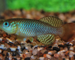 Nothobranchius Palmqvisti M