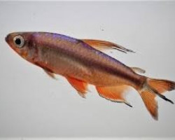 Alestopetersius Cf. Brichardi M