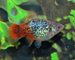 Platy Blue Spotted Red Tail