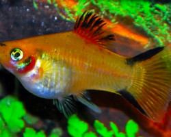 Platy Victory Yellow M