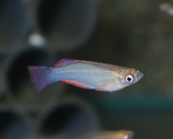 Procatopus Davidii Yabassi M