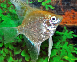 P. Scalare White Diamond M