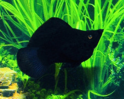 Black Molly Balloon M