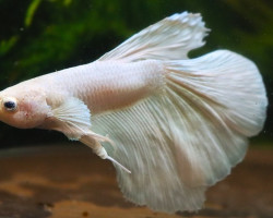 Betta Sp. Halfmoon Dumbo Ear White Maschio Xl