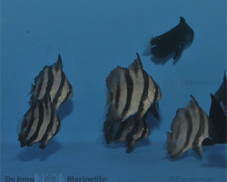 Chaetodipterus Faber Ml