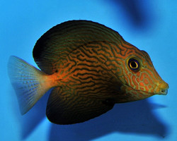 Ctenochaetus Hawaiiensis S