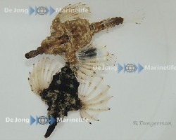 Eurypegasus Draconis M