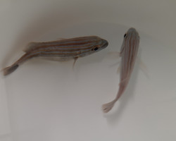 Haemulon Sciurus - Allevato Europa Ml