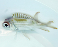 Holocentrus Rufus Ml