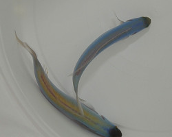 Hoplolatilus Chlupatyi M