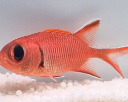 Myripristis Berndti M