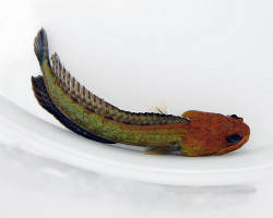 Opistognathus Castelnaui M