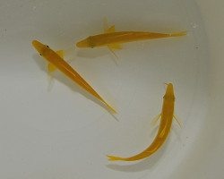 Parupeneus Cyclostomus S